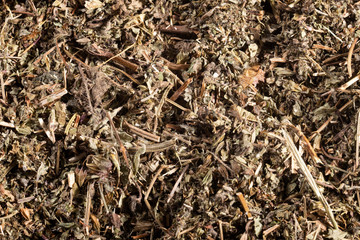 Fototapeta premium Phyllanthus niruri - stone chanca. text space