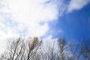 Trees without leaves in winter at a day with blue sky. Bare tree branches against the sky.