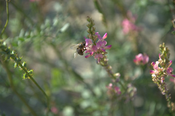 bee on a flower drinking nectar