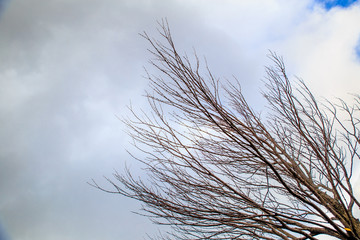 Trees without leaves in winter at a day with blue sky. Bare tree branches against the sky.