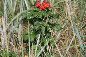 hagebuttenstrauch