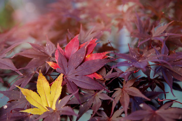 Red yellow and orange maple leaves in autumn season with blurred background, taken from Japan.
