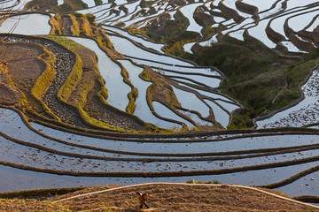 Reflections off water filled rice terraces, Yuanyang County, Honghe, Yunnan Province, China