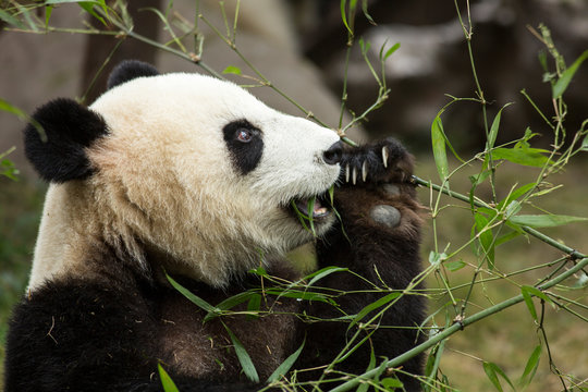 China, Sichuan Province, Chengdu, Giant Panda Bear (Ailuropoda melanoleuca) feeding bamboo leaves at Chengdu Research Base of Giant Panda Breeding © Paul Souders/Danita Delimont