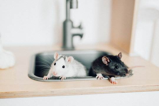 Two deractive rats are sitting in the kitchen sink.