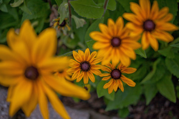 yellow flowers in the garden