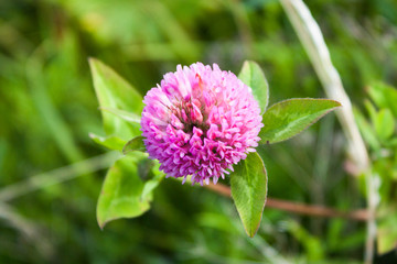 red clover (Trifolium pratense) on a green background, selective focus