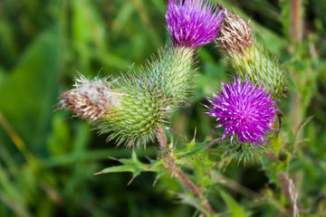 the prickly flowers of Thistle (Carduus), selective focus