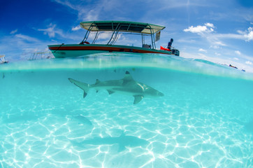 Fototapeta na wymiar Shark and Boat in Moorea Island in French Polynesia