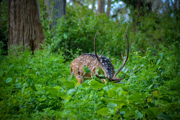 deer in the forest