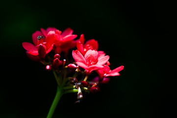 Red flower bouquet with black background, art beautiful red buoquet flowers with spot light.