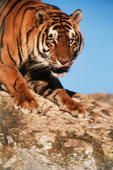 Fototapeta na wymiar India, Bengal Tigers (Panthera Tigris)