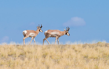 Naklejka na ściany i meble Two Pronghorn Antelope Bucks Enjoying Arizona's Summer Grass