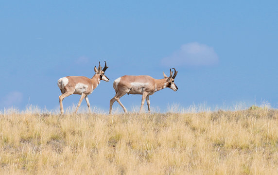 Two Pronghorn Antelope Bucks Enjoying Arizona's Summer Grass