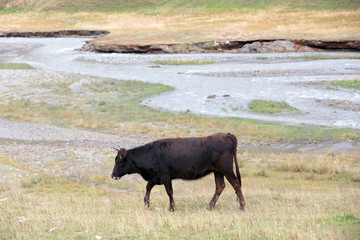 Georgia, Mtskheta, Juta. A cow walking along a river at the base of a valley.