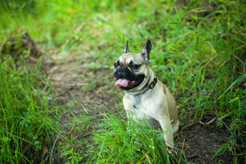 Close up portrait of a French Bulldog