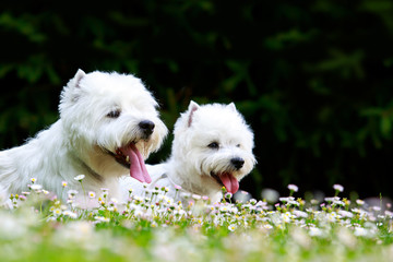 West Highland Terrier