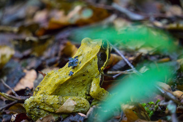 Frog