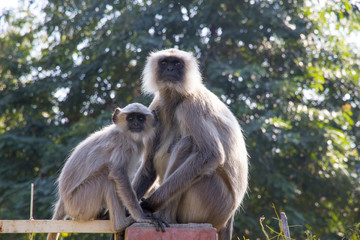 India, Rajasthan, Udaipur, Langur monkeys, mother and baby.