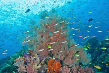 Fototapeta na wymiar Indonesia, Papua, Raja Ampat. Underwater scenic of fish and coral. Credit as: Jones & Shimlock / Jaynes Gallery / DanitaDelimont.com