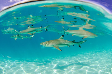 Moorea Black Tip Reef Sharks Swim by