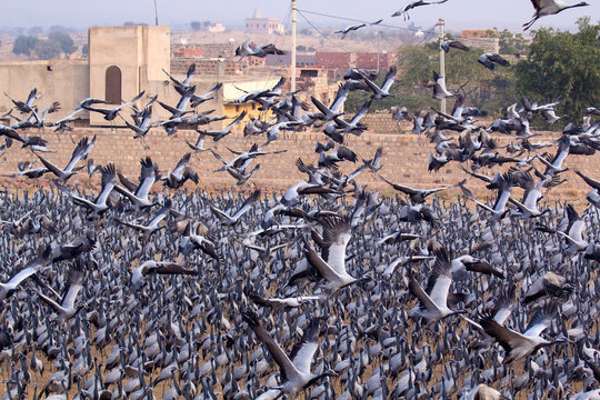 India, Rajasthan, Khichan village, Demoiselle cranes.