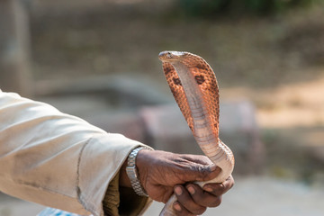 Snake charmer. Village. Fatehpur Sikri. Bharatpur. Rajasthan. India.
