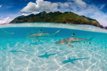 Black Tip Reef Sharks Swim Around Moorea in French Polynesia - obrazy, fototapety, plakaty