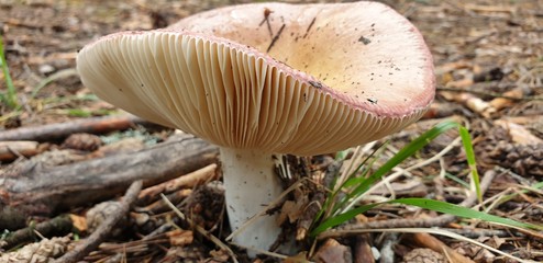Mushrooms in the forest. Poisonous mushrooms. Inedible mushrooms.