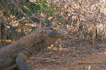 Oceania, Indonesia, Komodo Island. Komodo dragon (Varanus Komodoensis)
