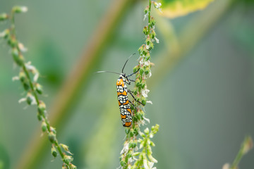 Ailanthus Webworm Moth on White Sweet Clover in Summer