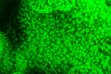 Fototapeta na wymiar Natural occurring fluorescence in underwater hard coral (Goniopora sp.). Night dive near Lewolin Village, Illi Api Island, Selat Boleng Strait, Indonesia