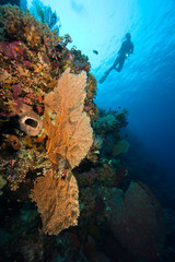 Scuba diver at Tukang Besi Marine Preserve, pristine reefs near Wakatobi Diver Resort, South Sulaweso, Indonesia, S.E. Asia