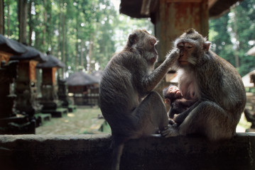 Naklejka premium Indonesia, Bali, Ubud, Long-tailed Macaque resting in monkey forest sanctuary