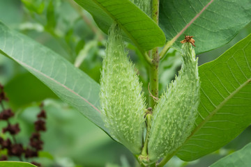 Fototapeta premium Milkweed Fruits in Summer