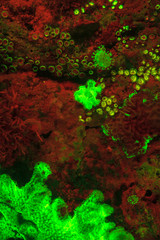 Natural occurring red fluorescing sponges (Leucetta sp.) and green hard coral (Acropora sp.). Night...