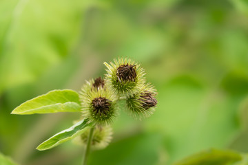 Common Burdock Fruits in Summer