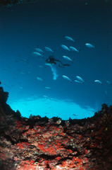 Indonesia, Scuba diving in sea