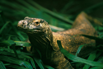 Oceania, Indonesia. Komodo dragon.