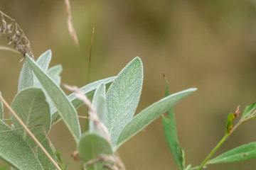 Common Sage Leaves in Summer