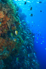 Obraz na płótnie Canvas Pristine Scuba Diving at Tukang Besi/Wakatobi Archilpelago Marine Preserve, South Sulawesi, Indonesia, S.E. Asia