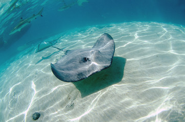 Stingray passing by inside Moorea Crystal Waters
