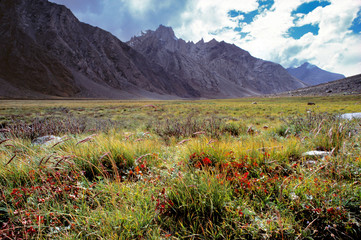 Asia, India, Ladakh, Rangdom. Lush grasses grow in this part of Rangdom, in India's Zanskar Valley.