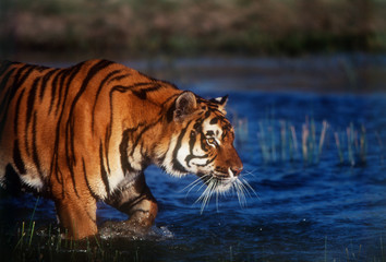 India, Bengal Tiger (Panthera Tigris)