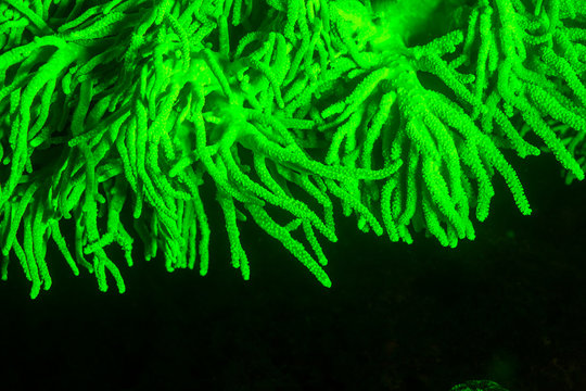 Natural occurring fluorescence in underwater soft coral (Sinularia sp.). Night dive near Lewolin Village, Illi Api Island, Selat Boleng Strait, Indonesia