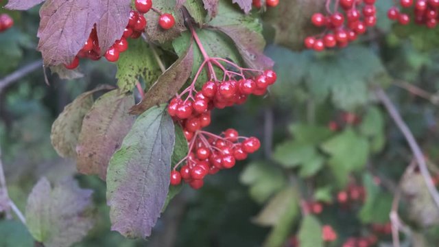 Red berries of viburnum on a branch. Outdoor.