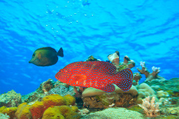 colorful coral coad and unicornfish behind, World War II Shipwreck-Liberty Cargo Ship, Tulamben, North Bali, Indonesia