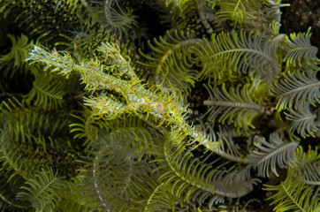 Indonesia, Forgotten Islands. Ghost pipefish and coral. Credit as: Jones & Shimlock / Jaynes Gallery / DanitaDelimont.com