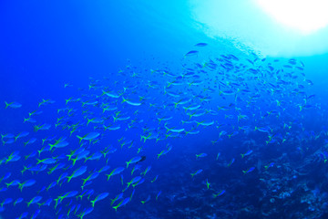 Schooling Fusiliers, Scuba Diving at Tukang Besi/Wakatobi Archipelago Marine Preserve, South Sulawesi, Indonesia, S.E. Asia