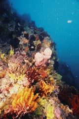 Fototapeta na wymiar Indonesia, Tropical coral reef deep in sea and diver